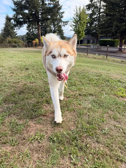 A happy husky exploring Paw Pasture’s fenced outdoor space